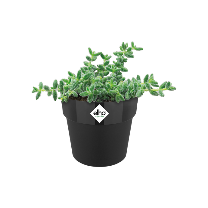 b.for original round mini 7cm living black